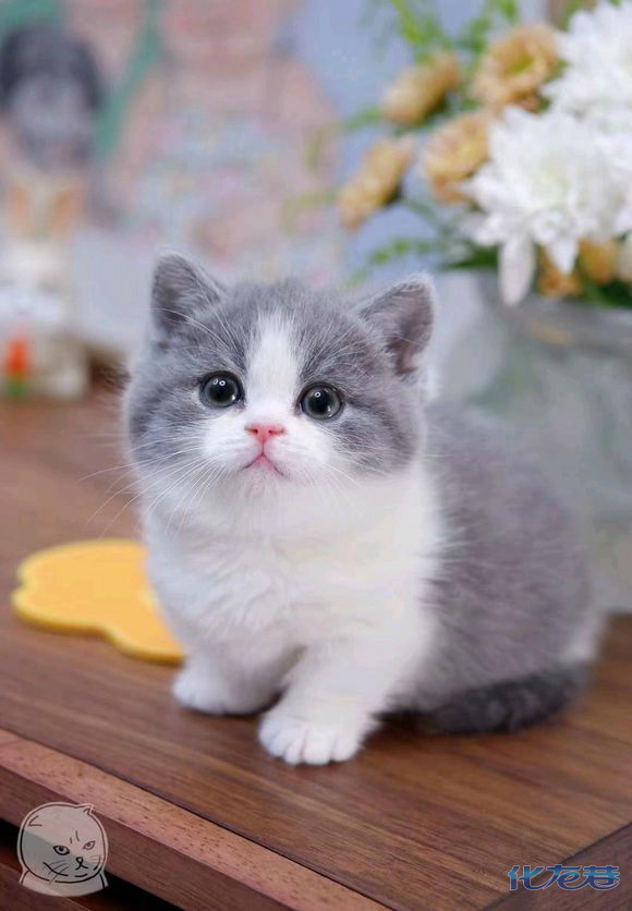 蓝白猫,蓝猫.