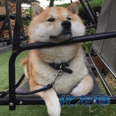 登录/注册后可看大图