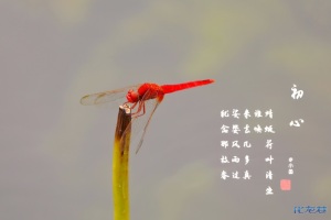 夏日荷园,水面无声,树荫照水,风摆荷叶,蜻蜓游弋妙哉图片