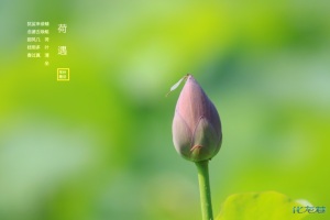 夏日荷园,水面无声,树荫照水,风摆荷叶,蜻蜓游弋妙哉图片
