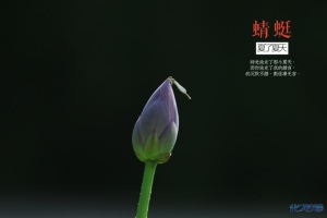 夏日荷园,水面无声,树荫照水,风摆荷叶,蜻蜓游弋妙哉图片