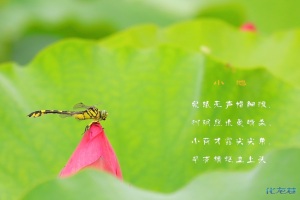 夏日荷园,水面无声,树荫照水,风摆荷叶,蜻蜓游弋妙哉图片