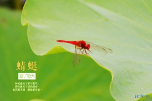 夏日荷园,水面无声,树荫照水,风摆荷叶,蜻蜓游弋妙哉图片