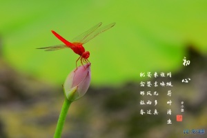 夏日荷园,水面无声,树荫照水,风摆荷叶,蜻蜓游弋妙哉图片