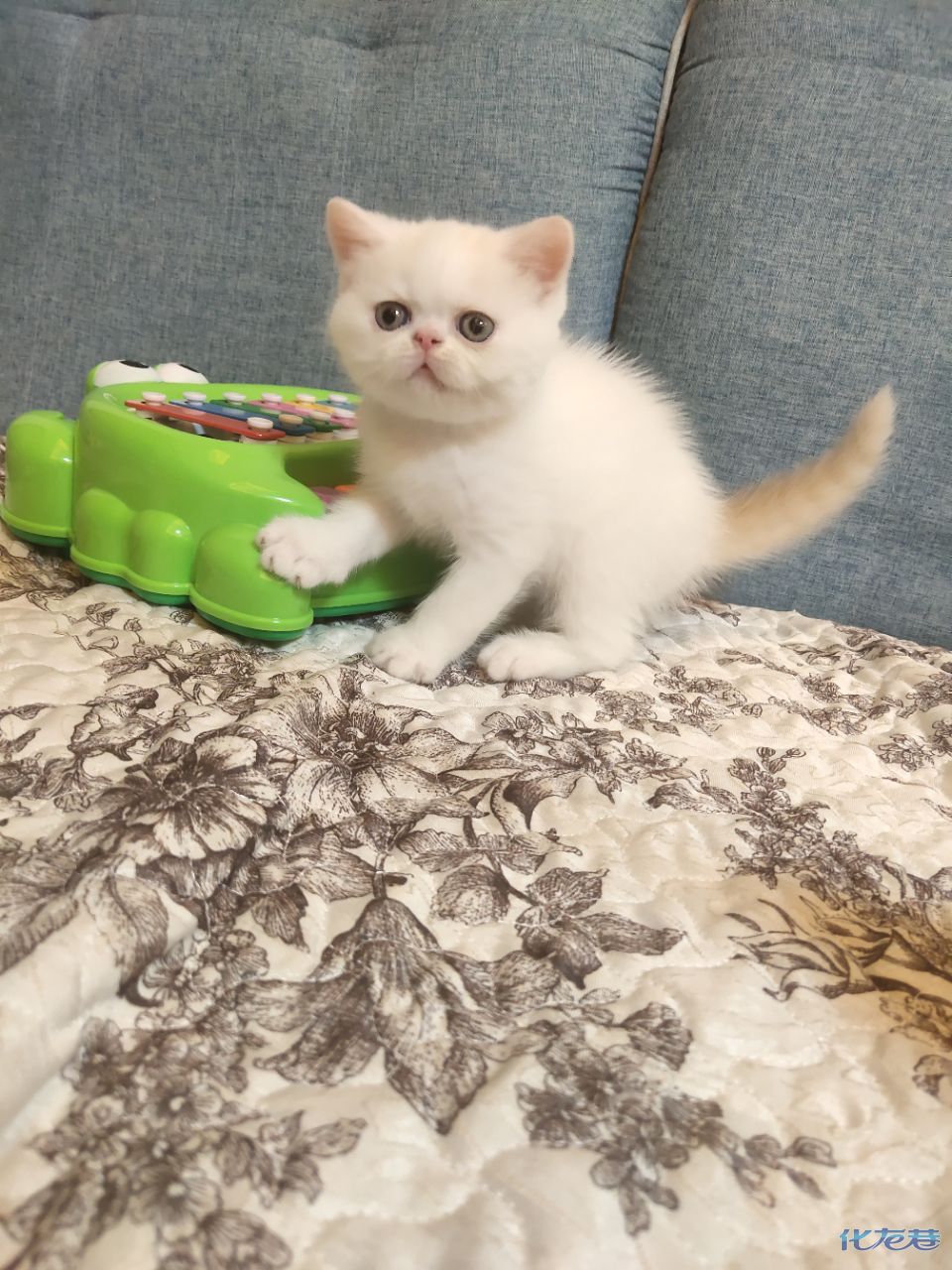 【全款999】出一只乳色净梵加菲猫小公猫