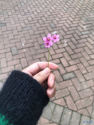 登录/注册后可看大图