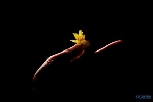 一花一世界一叶一菩提一木一浮生一草一天堂一叶一如来一砂一极乐