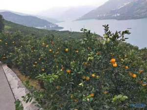 登录/注册后可看大图