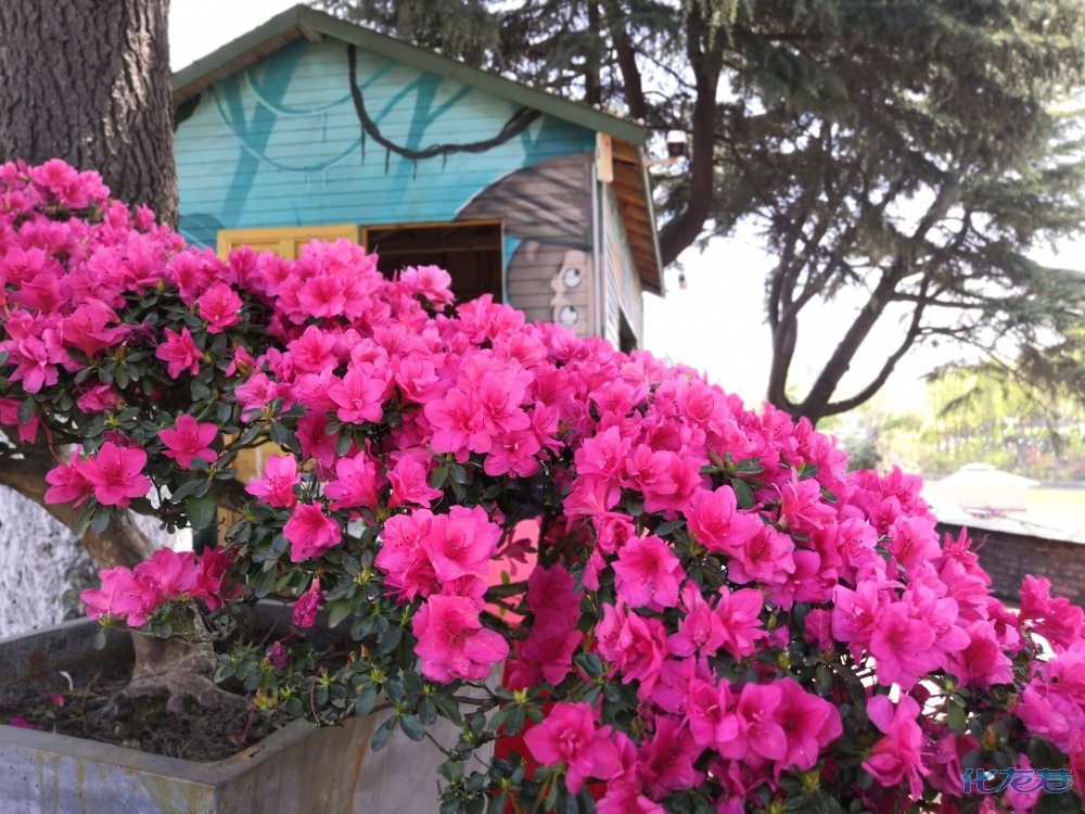 天台山云顶杜鹃,杜鹃花节场馆探花,值得一来,有图有