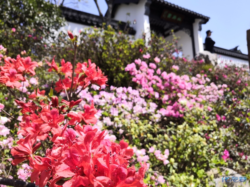 天台山云顶杜鹃,杜鹃花节场馆探花,值得一来,有图有