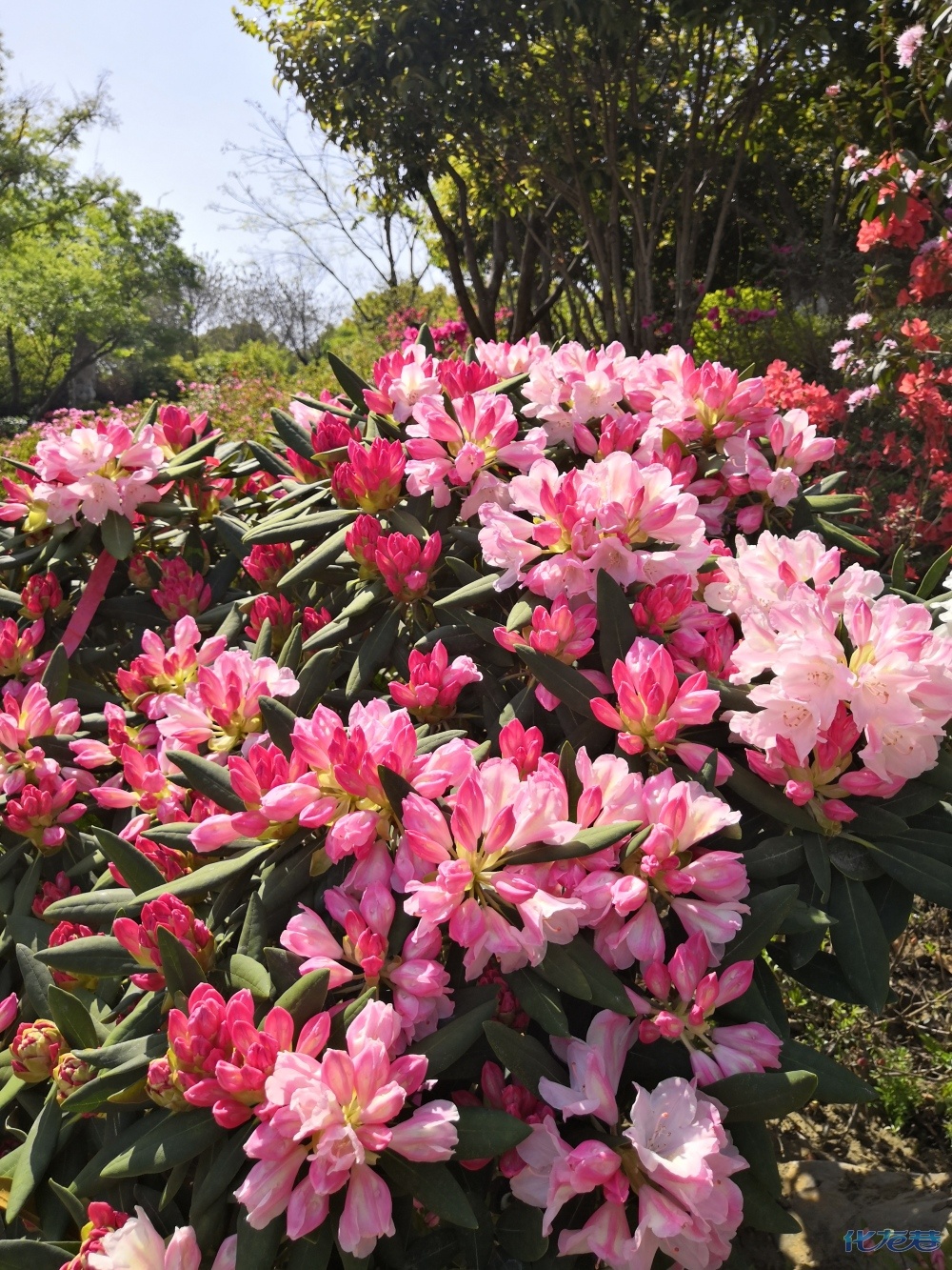 天台山云顶杜鹃,杜鹃花节场馆探花,值得一来,有图有