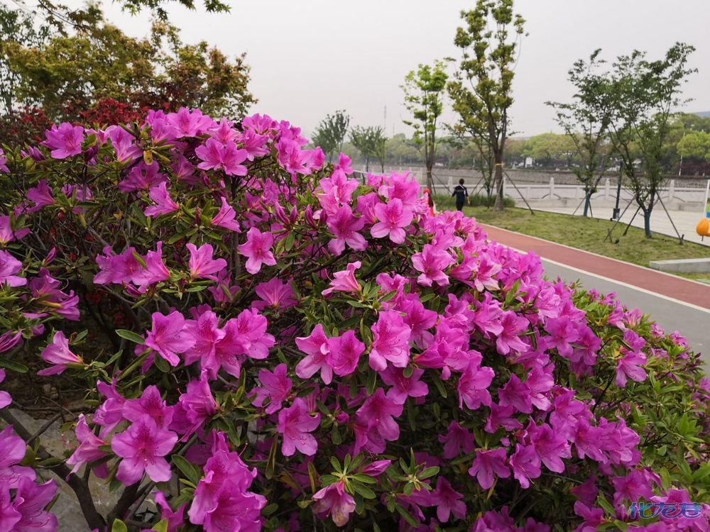 天台山云顶杜鹃,杜鹃花节场馆探花,值得一来,有图有