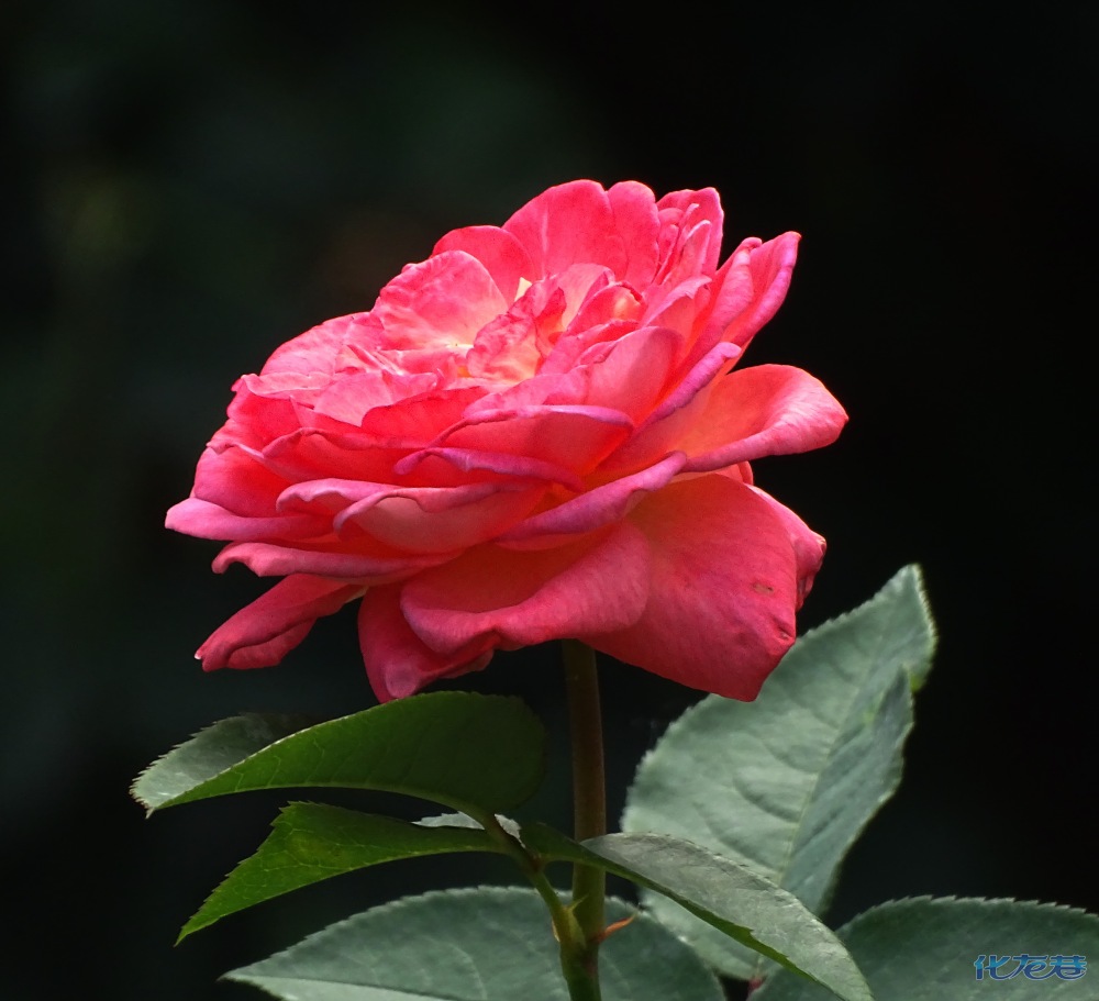 常州市花—月季花遍地盛开,美丽如画,鸟儿也来比美!