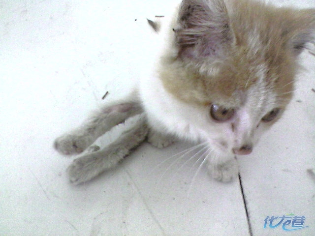 我现在无法再照顾立立,需要各位的帮助,实在不