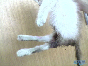 我现在无法再照顾立立,需要各位的帮助,实在不