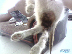 我现在无法再照顾立立,需要各位的帮助,实在不