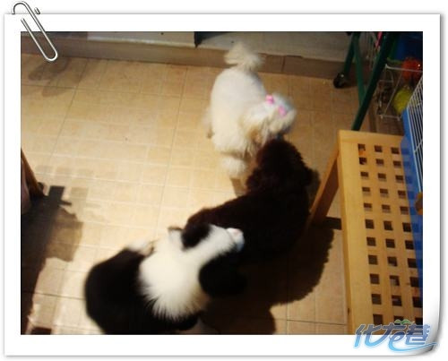 包子宠物店开心每一天|家有宠物-化龙巷