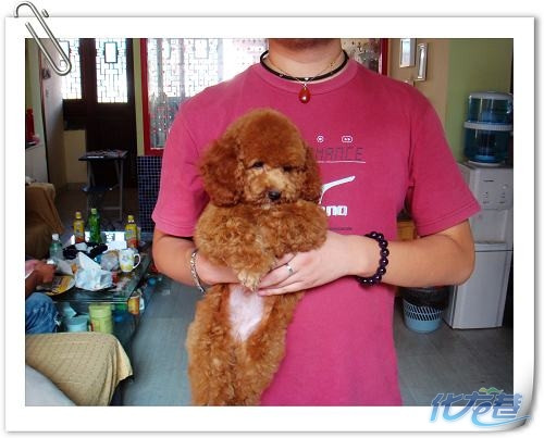 包子宠物店开心每一天|家有宠物-化龙巷