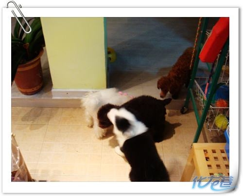 包子宠物店开心每一天|家有宠物-化龙巷