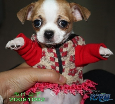 毛巾改狗衣-想自己给宝贝做衣服的进来看看IN