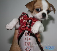 毛巾改狗衣---想自己给宝贝做衣服的进来看看I