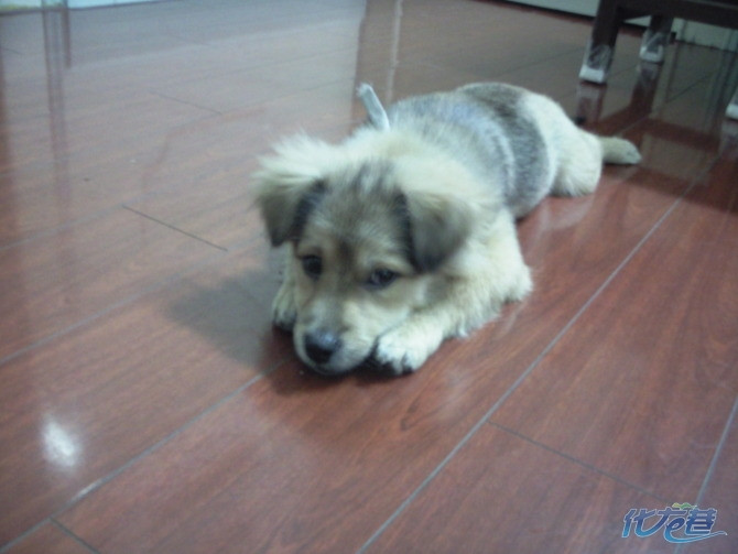 谁要我家的丢丢?(送了)|家有宠物