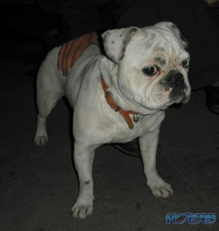 今天樱桃刚洗完澡,太阳很好,秀一下.6个半月啦