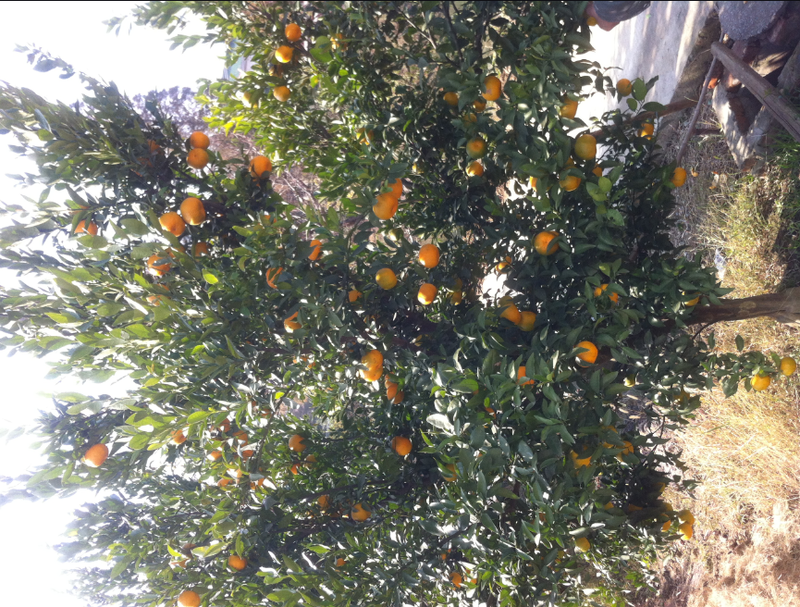 自家的橘子树,采了半棵不到就已经满满一大筐