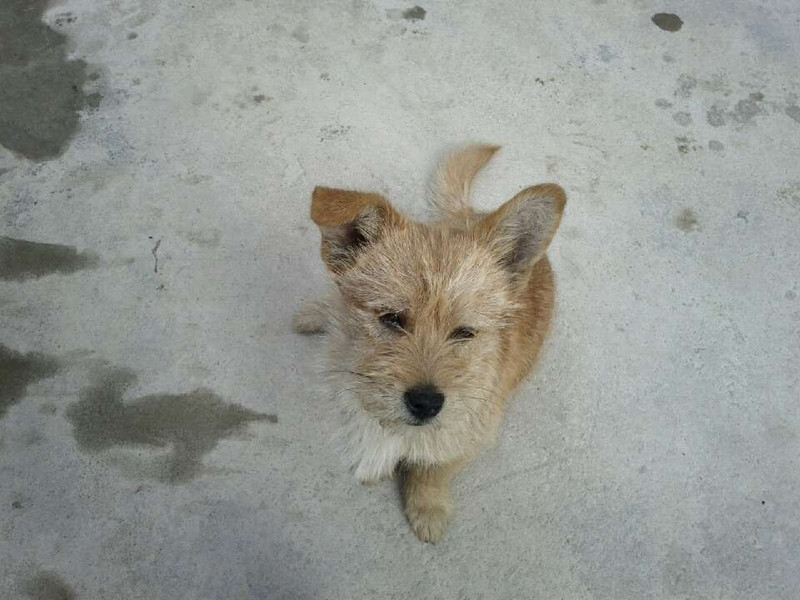 家里有一只狗,不知道什么类型,求大神解释。|家