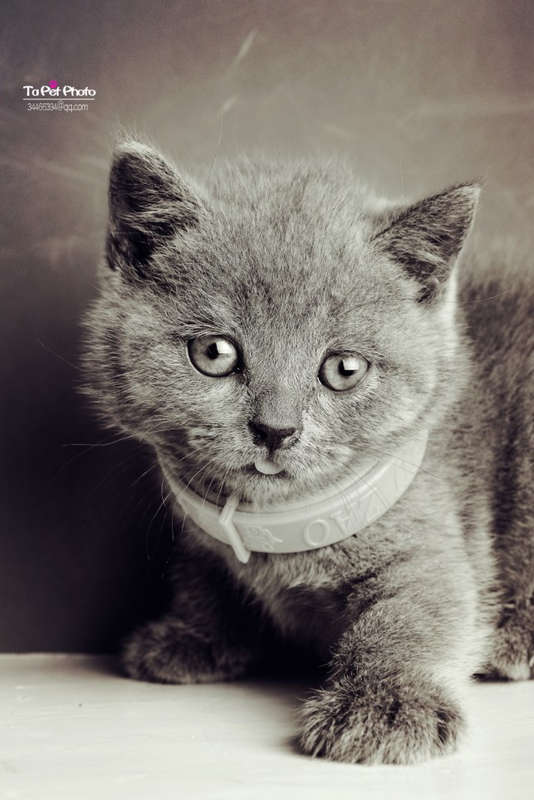 小猫咪的满月黑白大片 酷酷中带点柠萌!每个小