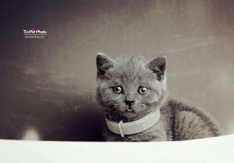 小猫咪的满月黑白大片 酷酷中带点柠萌!每个小