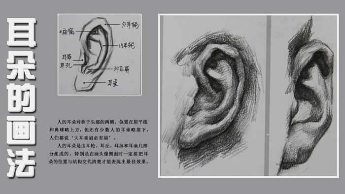 素描耳朵的画法