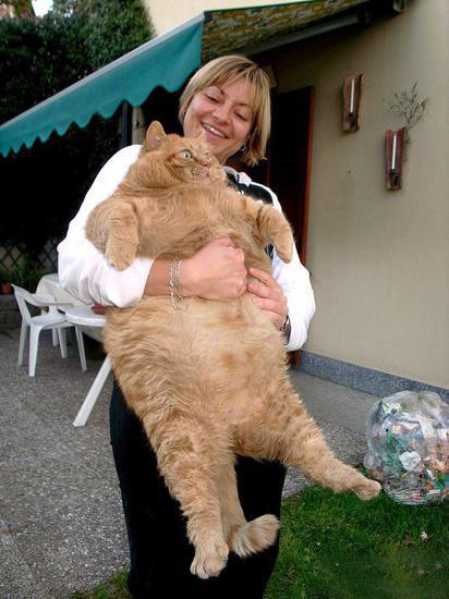肥胖的加菲猫:意大利一只超级大肥猫体重达到了32斤,号称意大利第一