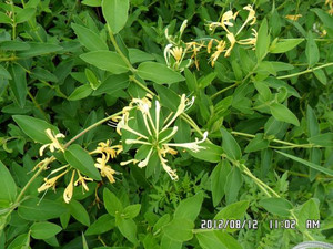 我敢说绝大部分常州人都没见过这玩意!亲戚到