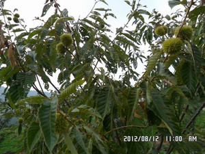 我敢说绝大部分常州人都没见过这玩意!亲戚到