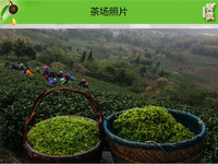 溧阳本地 茶叶 溧阳 雀舌 明前绿茶 新鲜上市了