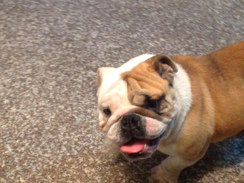 拉登-这名字霸气吗?|家有宠物