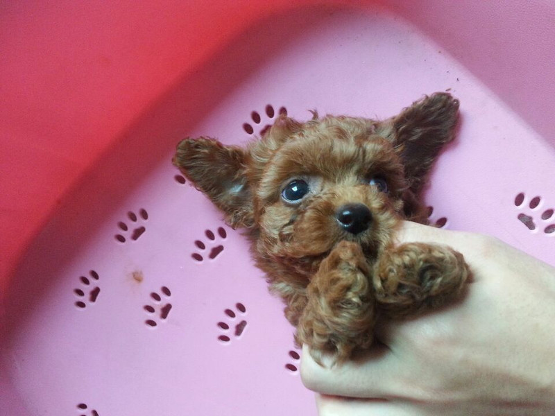 <em>外号外号</em>!强盗<em>萌妹子</em>大眼帅哥傻傻分不清楚!|宠