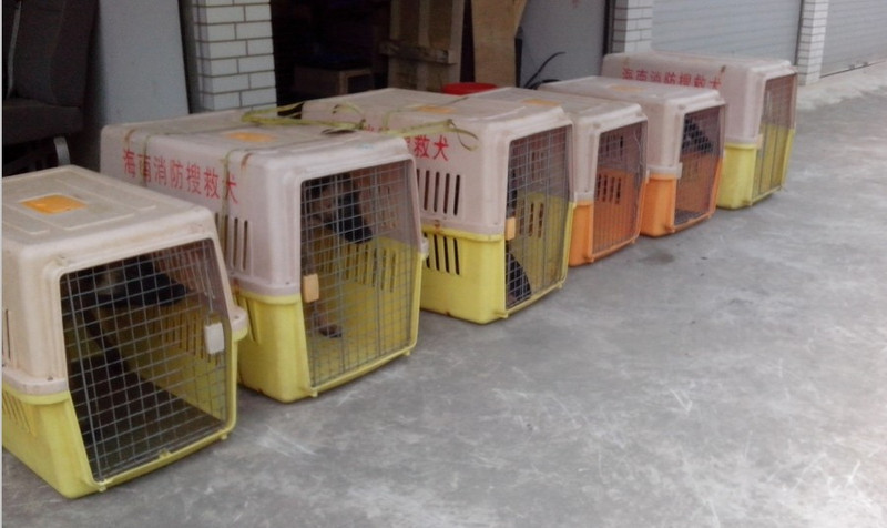 常州宠乐游|常州宠物托运 宠物汽运、宠物空运