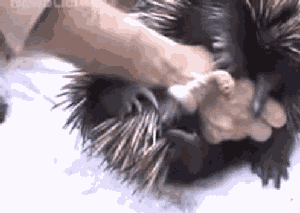 壁纸 动物 狗 狗狗 300_213 gif 动态图 动图