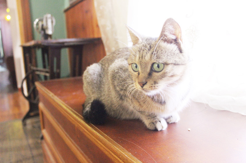 化龙巷的婚嫁编辑的日常:不是变美,就是在变美