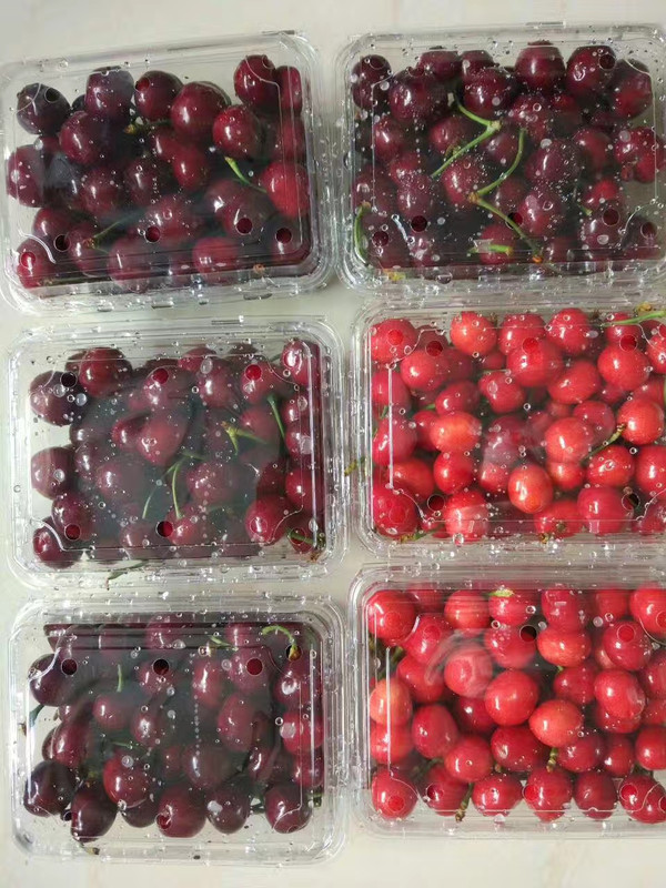 烟台大樱桃当天采摘当天顺丰发货第二天就能吃