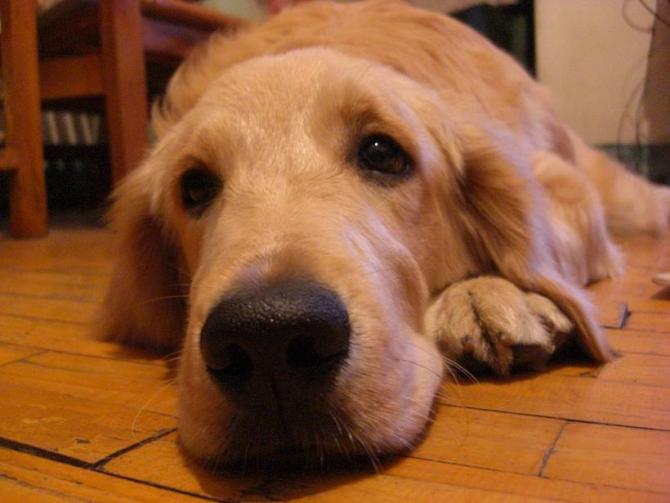 狗狗要到几个月才会抬起后脚嘘嘘啊?|家有宠物