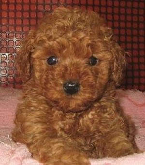 [泰迪] 超级 无敌可爱 (图) 妈妈说名字要是不够