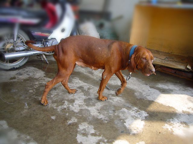 替朋友转让一比利时寻血猎犬,喜欢的朋友来捧场