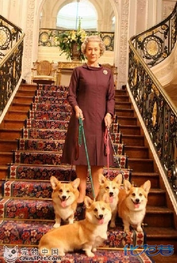 柯基犬与英国女王微信_微信柯基犬漫画表情包_柯基犬与英国女王