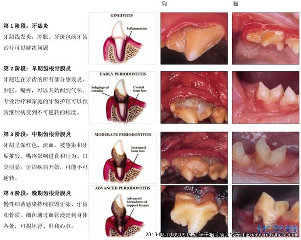 每个家长都应知道的口腔病常识---猫的牙龈疾病的导致
