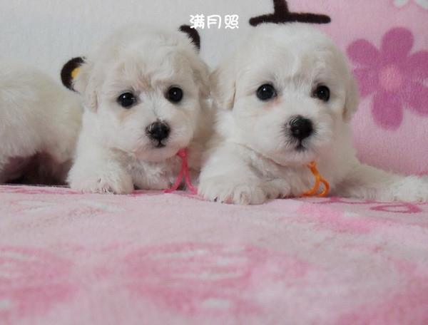 超可爱的比熊四兄弟求长期饭票,奉上28天美照