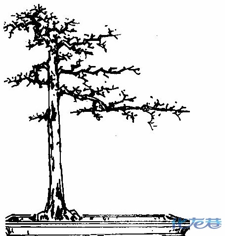 盆景制作与养护-直杆造型|花鸟鱼虫-化龙巷图片