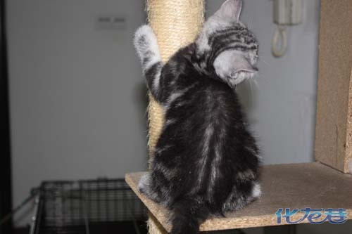 银虎斑美国短毛猫-美美的宝宝(1楼2个月照片更